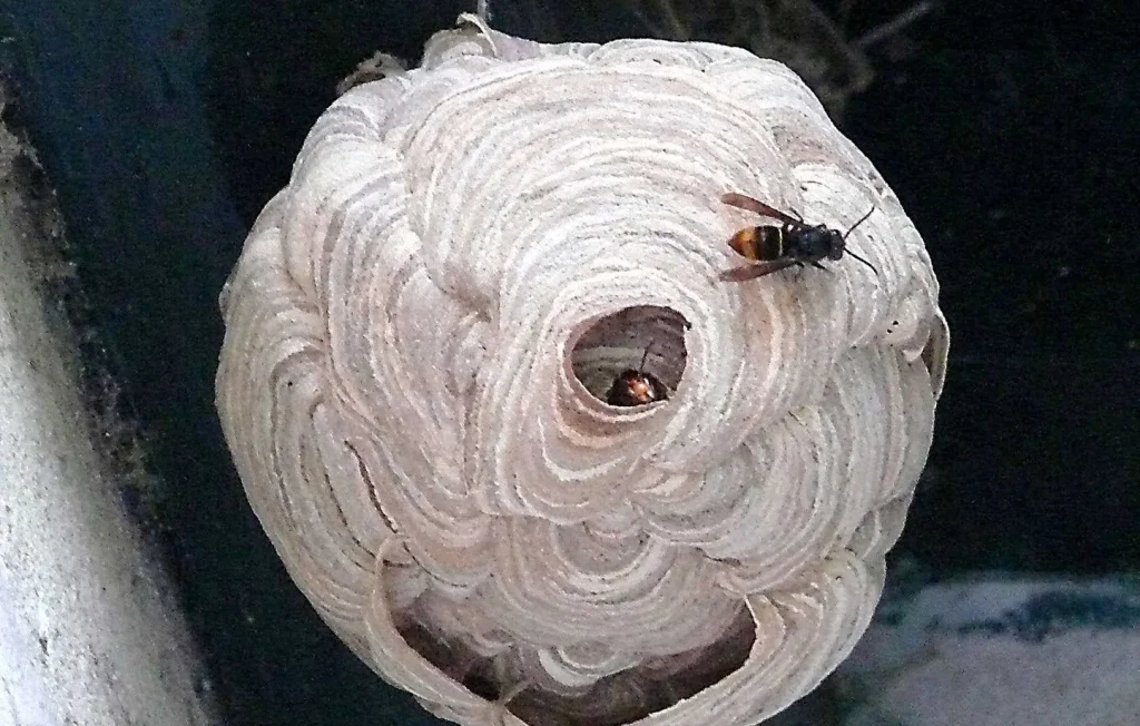 Un jardinier du Lot-et-Garonne combat les frelons avec paintball