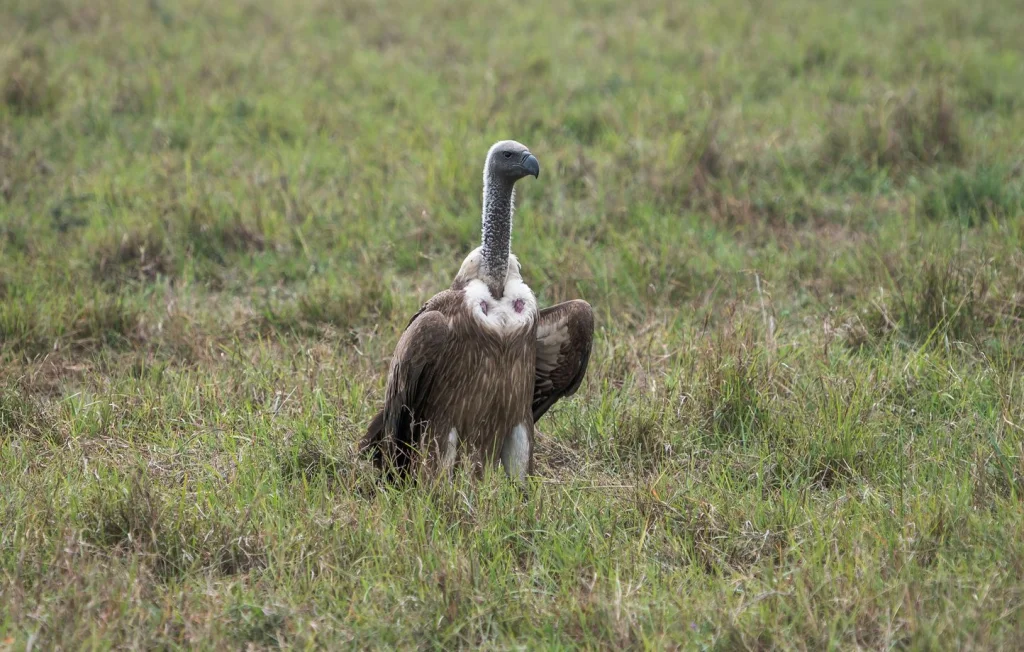 Un vautour sauvé d'une noyade en baie de Saint-Jean-de-Luz