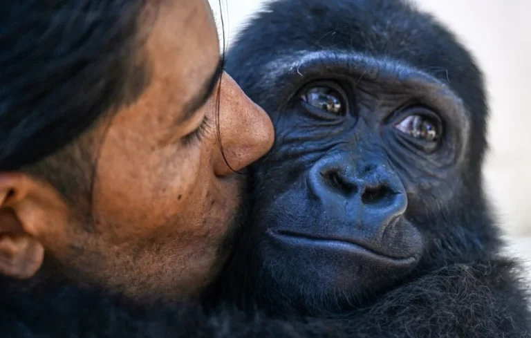 Zeytin, le bébé gorille, bientôt de retour au Nigeria