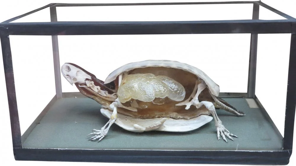 Intérieur d'une carapace de tortue