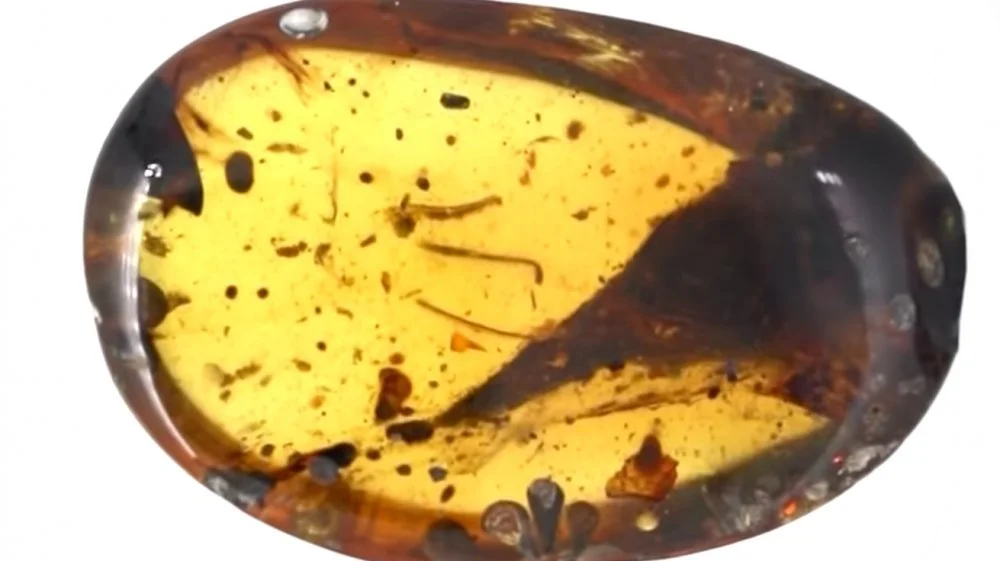 Tête fossile de l' « oiseau-dent » en ambre