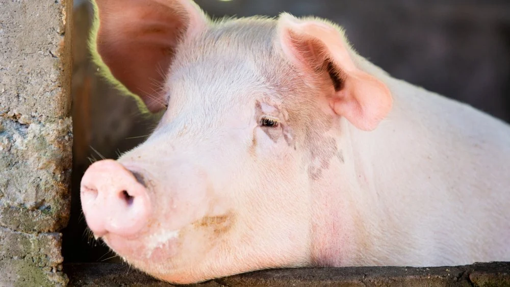 Scène sombre inspirée des contes des Frères Grimm