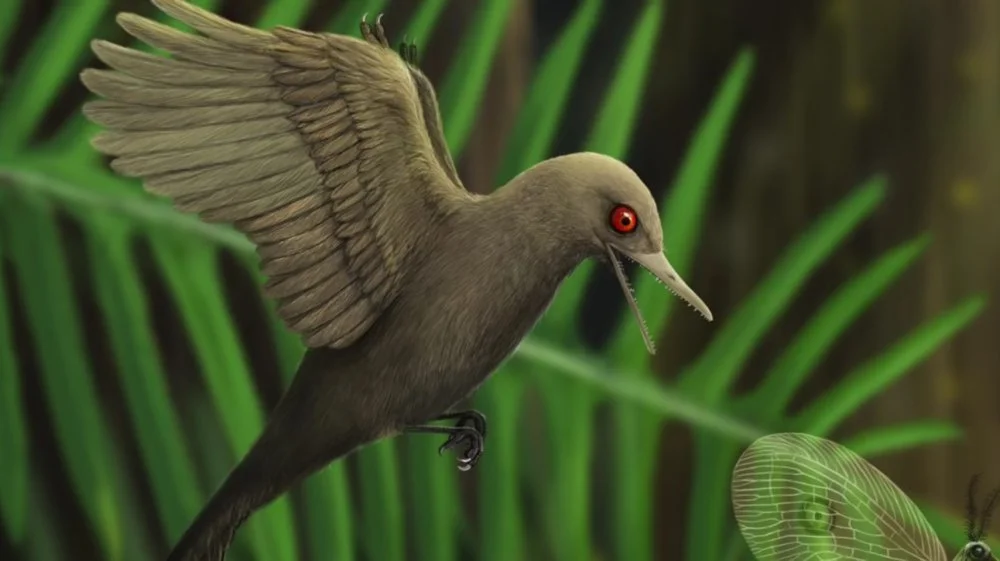 Fossile de dinosaure de la taille d'un colibri