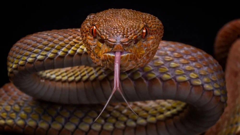 Les trois feuilles de serpent — image liée aux contes des Frères Grimm