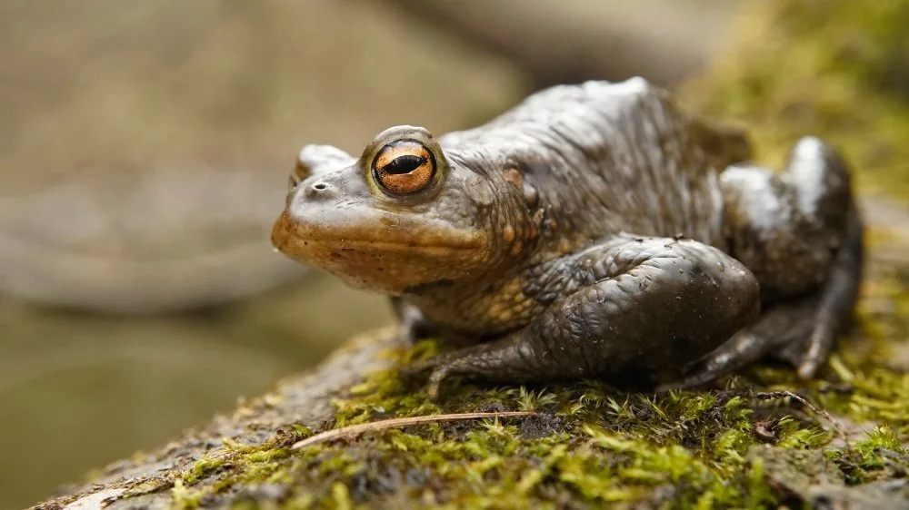 Le Fils ingrat, conte sombre des Frères Grimm