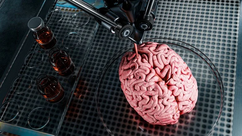 Cerveau humain imprimé en 3D