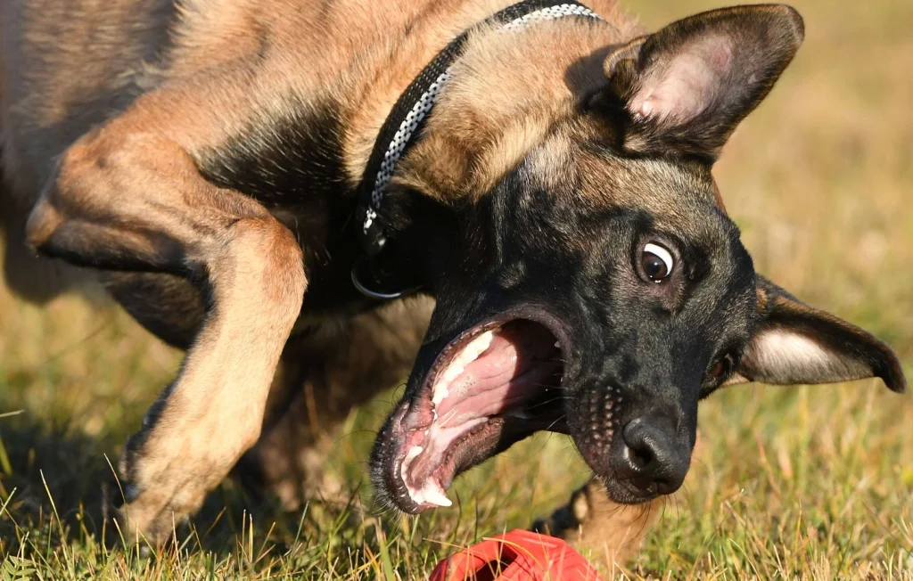 Agression du maire d'Izeaux par un adolescent et son chien