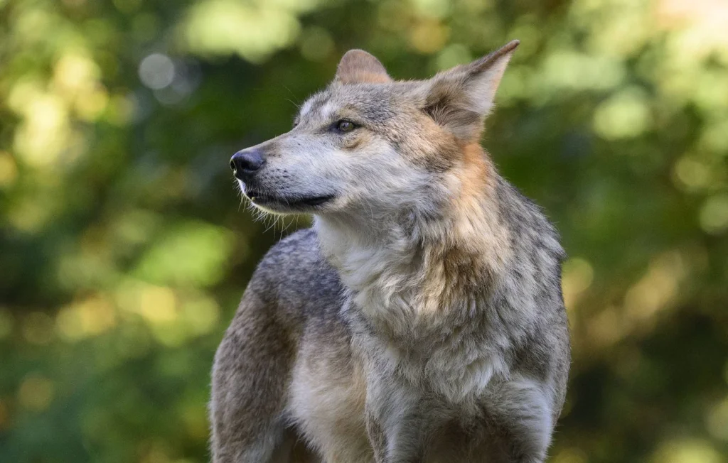 Agriculteurs en Corrèze : une battue aux loups controversée