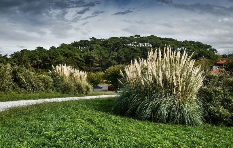 Arrachage des herbes de la pampa à Abbeville : un arrêté ministériel