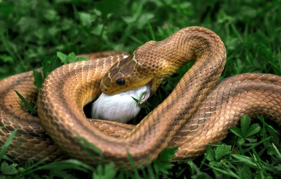 Comment les serpents avalent-ils leurs proies ?