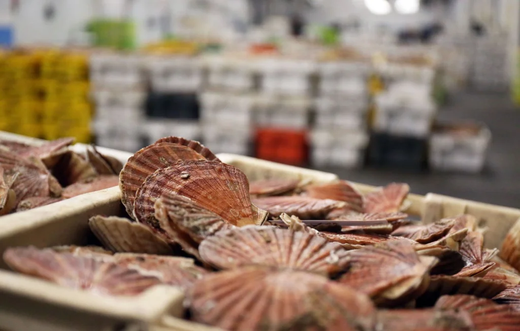 Coquilles Saint-Jacques : Une saison prometteuse malgré des quotas
