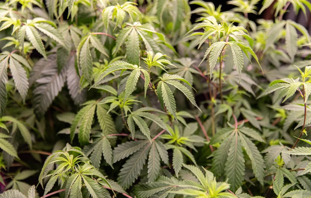 Découverte d'une culture de cannabis chez un quinquagénaire