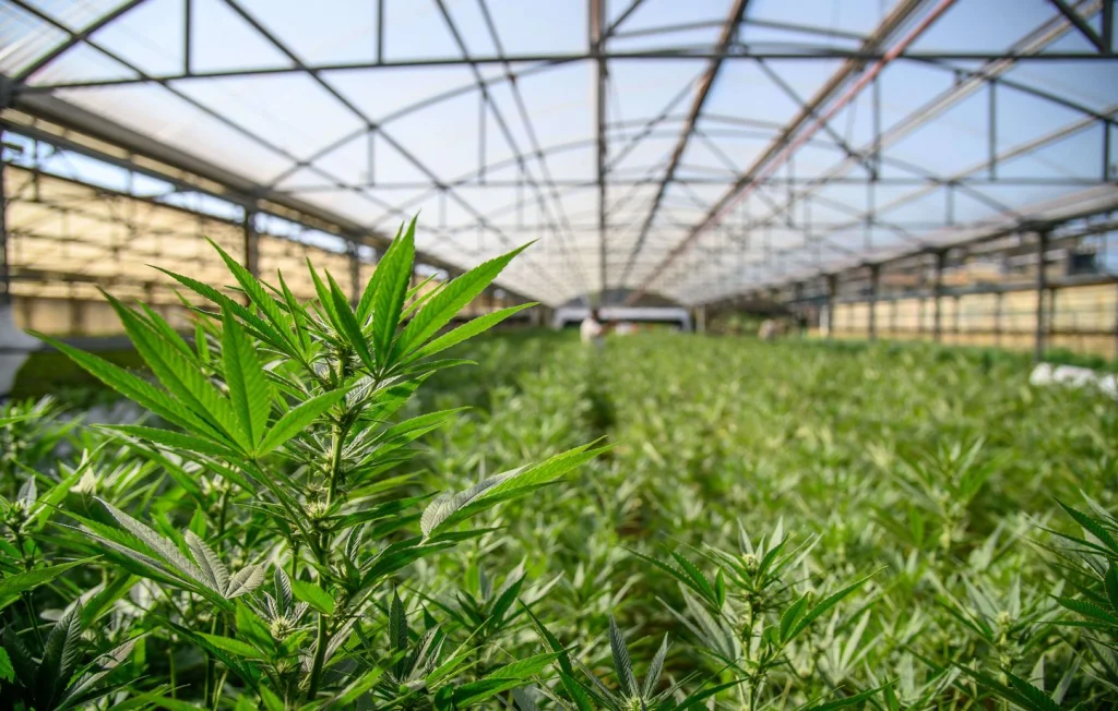 Découverte d'une plantation de cannabis en Dordogne