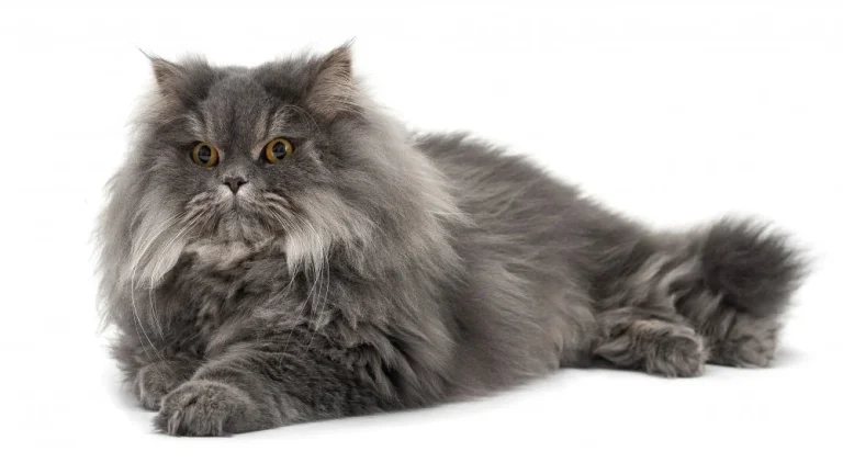 Découvrez la race de chat la plus calme au monde
