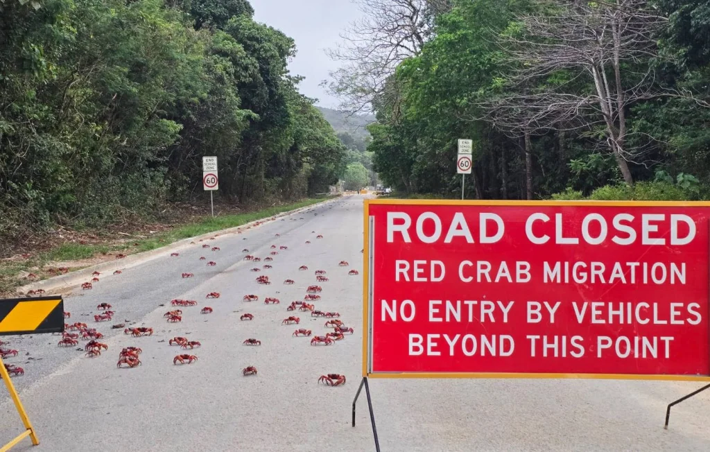 Des Millions de Crabés Rouges Migrent en Australie