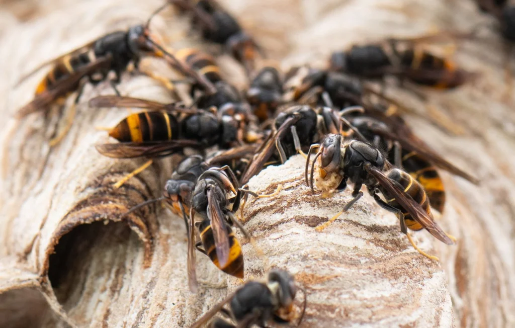 Des drones pour lutter contre les frelons asiatiques en Europe