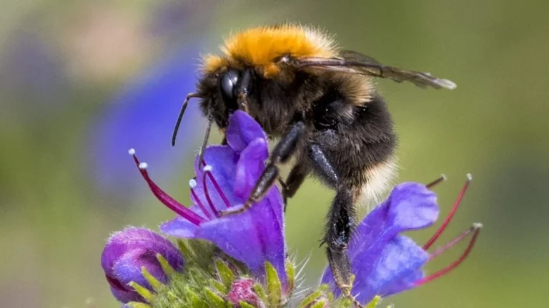 Des pesticides endommagent irréversiblement les cerveaux des abeilles