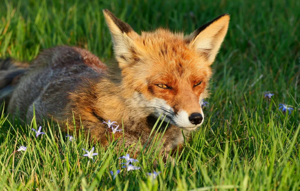Des renards morts devant la mairie : un acte troublant en Haute-Garonne