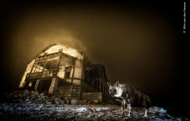 Deux Français à l&rsquo;honneur au Wildlife Photographer of the Year