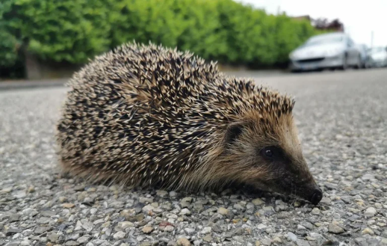Deux hommes interpellés à Niort en chasse de hérissons