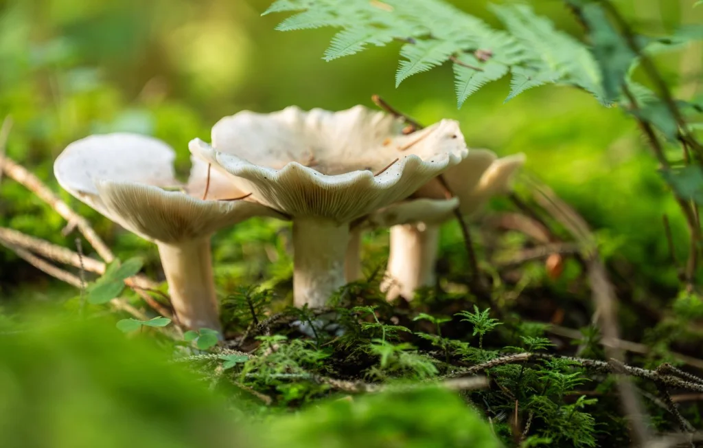 Disparition des champignons : une menace pour les écosystèmes