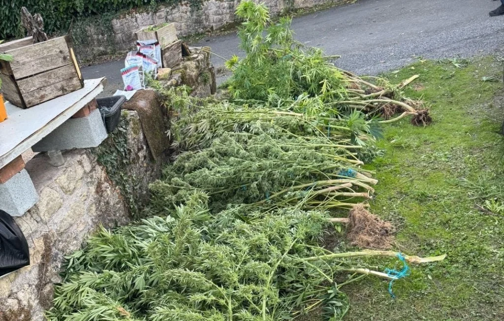 Dordogne : Un homme interpellé pour 50 plants de cannabis