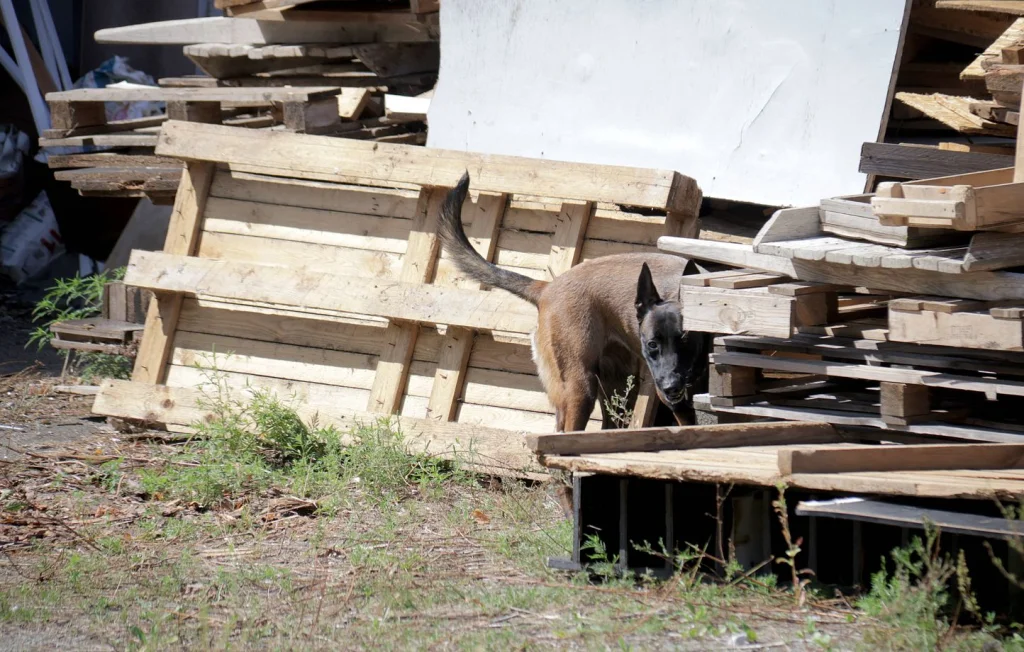 Essonne : Une nonagénaire gravement blessée par des chiens