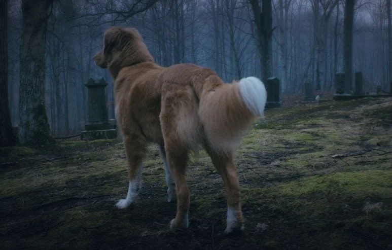 Good Boy : un film d'horreur vu par les yeux d'un chien