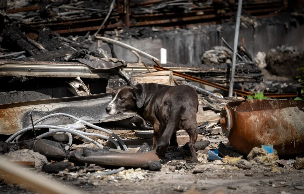 Guerre en Ukraine : Les animaux, victimes oubliées du conflit