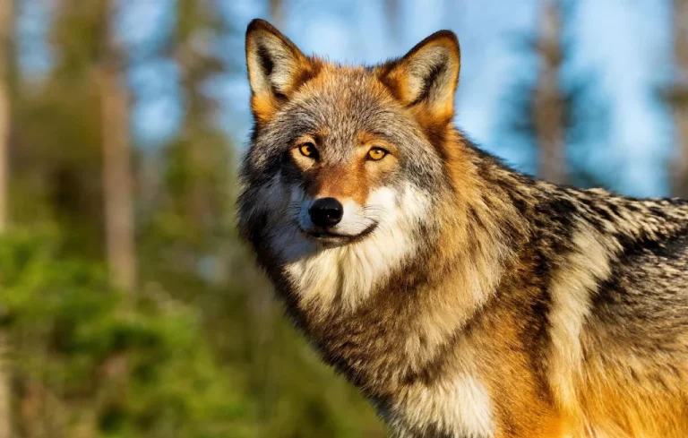 Haute-Savoie: balles en caoutchouc pour éloigner les loups