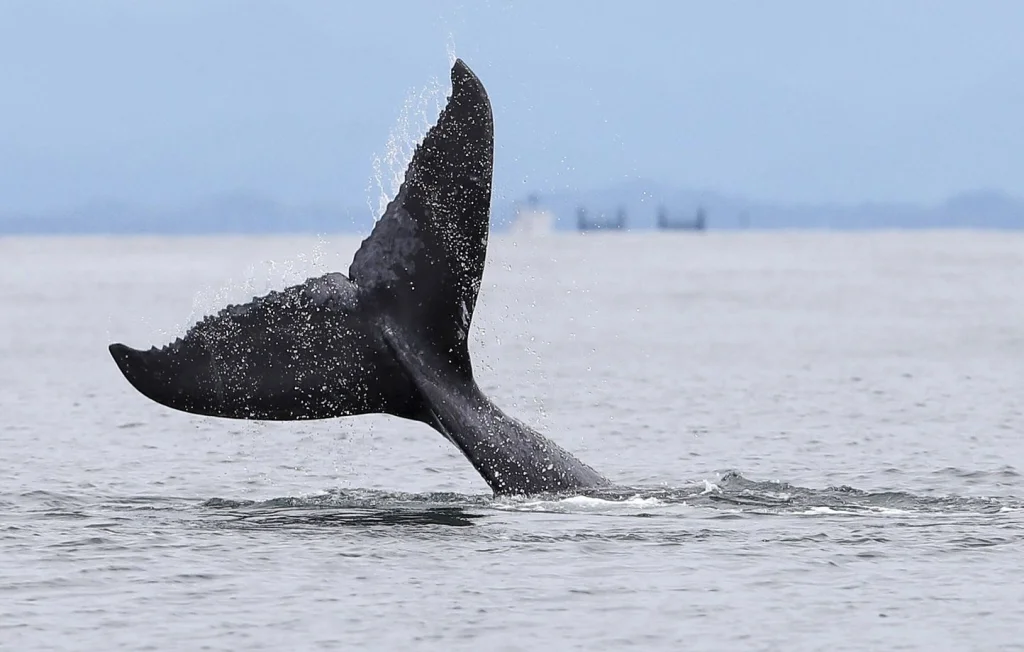 Immersion des cétacés : Une nouvelle méthode pour la Méditerranée