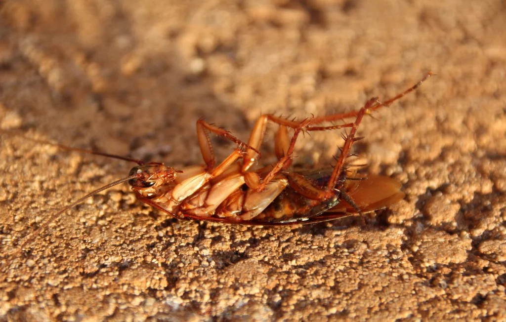 Incendie mortel à Osan : femme tente de tuer un cafard