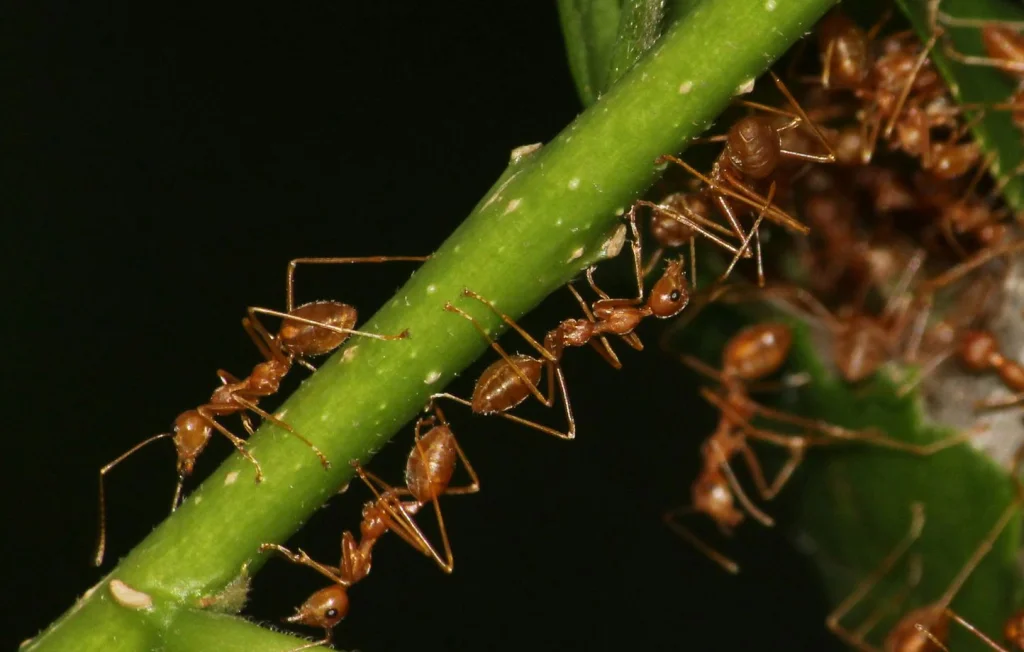 Insecticides : L'acétamipride interdit chez les particuliers en Europe