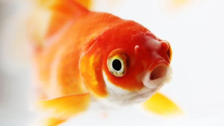 L&rsquo;Histoire Étrange de l&rsquo;Engouement pour les Poissons Rouges