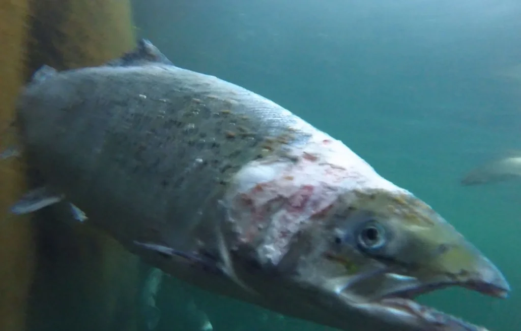 L'élevage intensif de saumons : un danger pour l'environnement