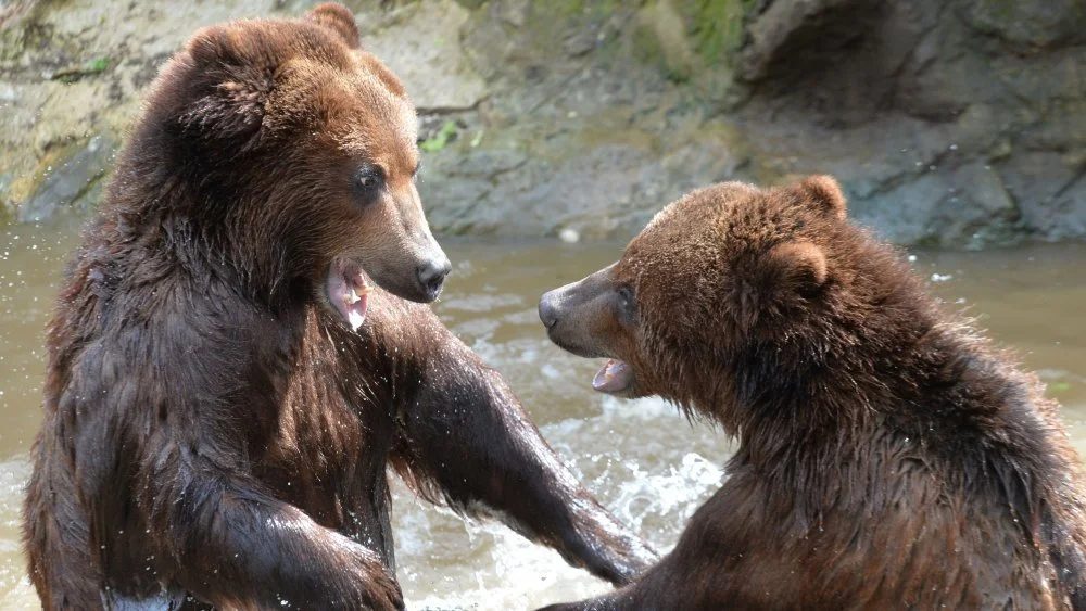 La Force Impressionnante des Ours Grizzlis