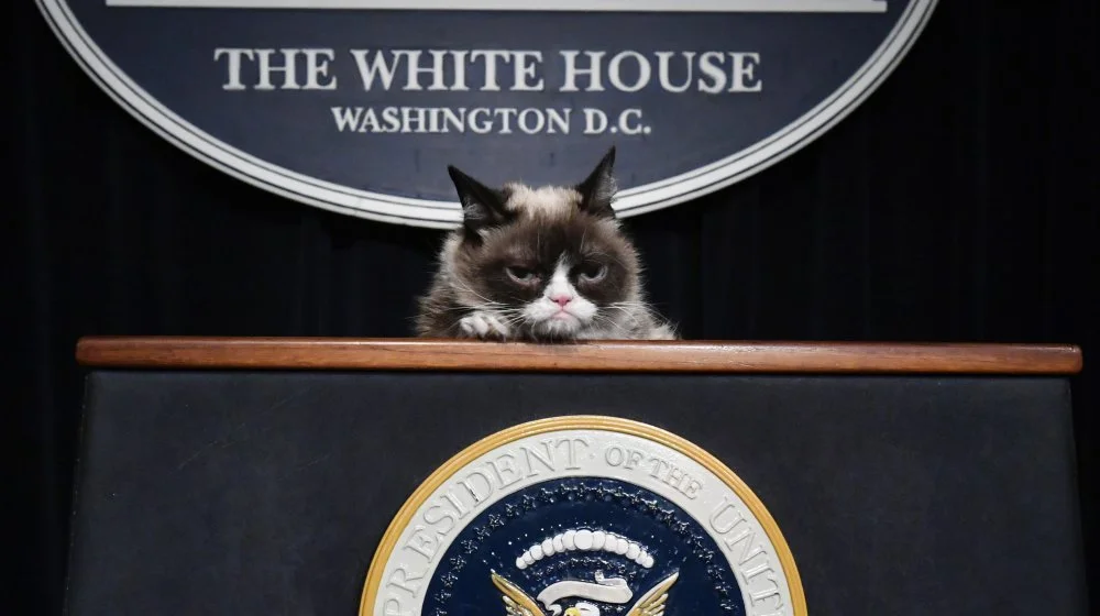La valeur incroyable de Grumpy Cat au moment de sa mort