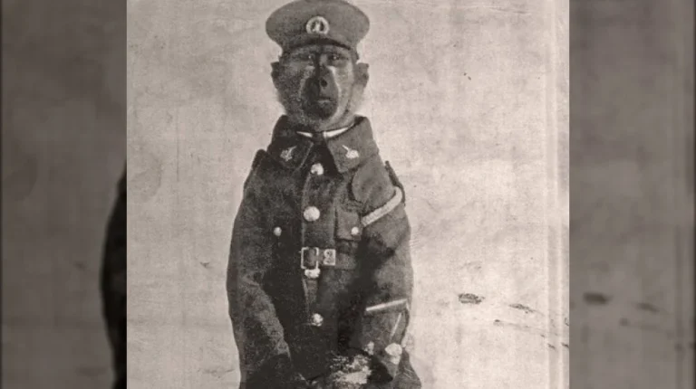 La vérité méconnue de Jackie, le babouin héroïque de WWI