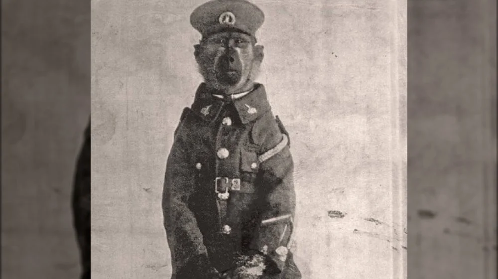 La vérité méconnue de Jackie, le babouin héroïque de WWI