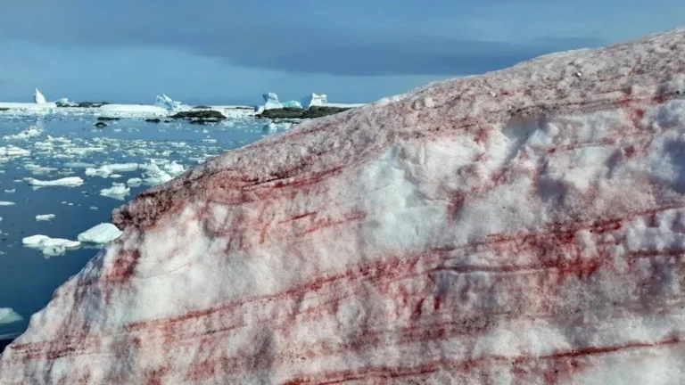 La vérité sur la &lsquo;neige de sang&rsquo; en Antarctique