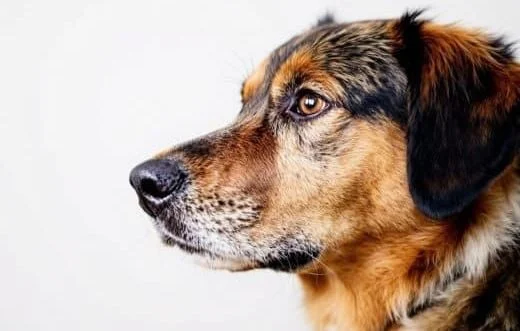 Le lycée agricole des Combrailles : pionnier de la filière canine