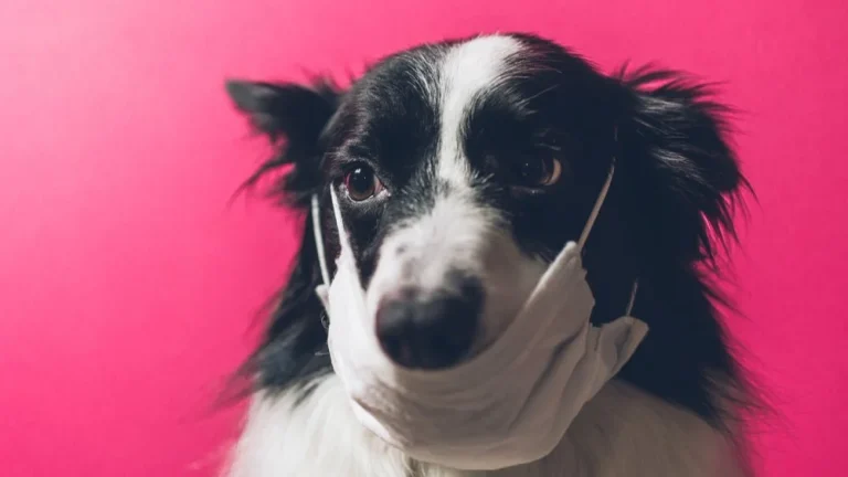 Les Chiens et Chats Peuvent-ils Attraper le Coronavirus ?