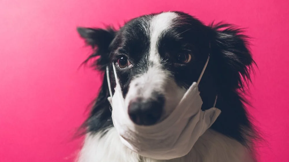 Les Chiens et Chats Peuvent-ils Attraper le Coronavirus ?