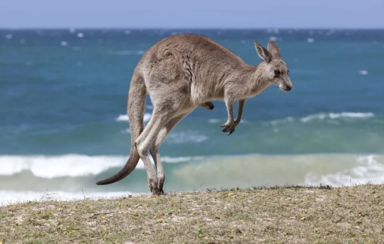 Les kangourous, champions du saut en Australie