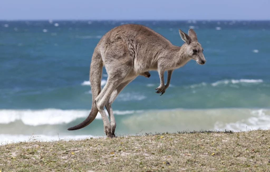 Les kangourous, champions du saut en Australie