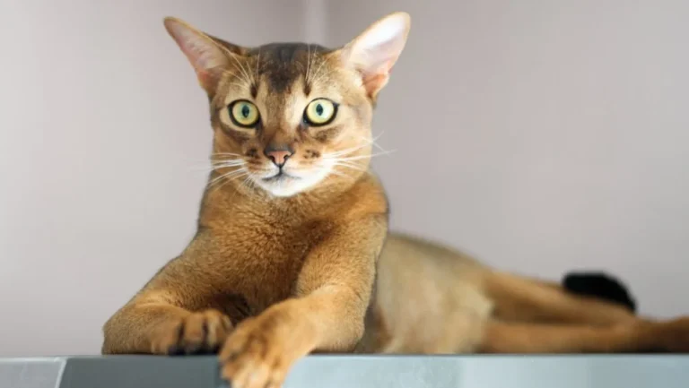 Les races de chats les plus obéissantes au monde