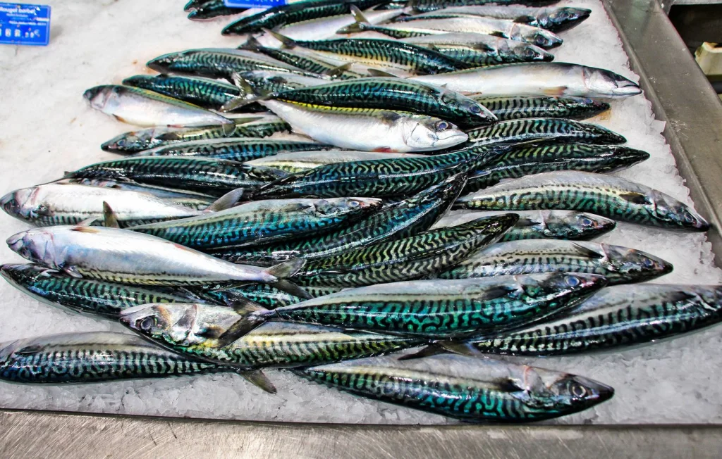 Les stocks de maquereaux en danger : Une situation critique