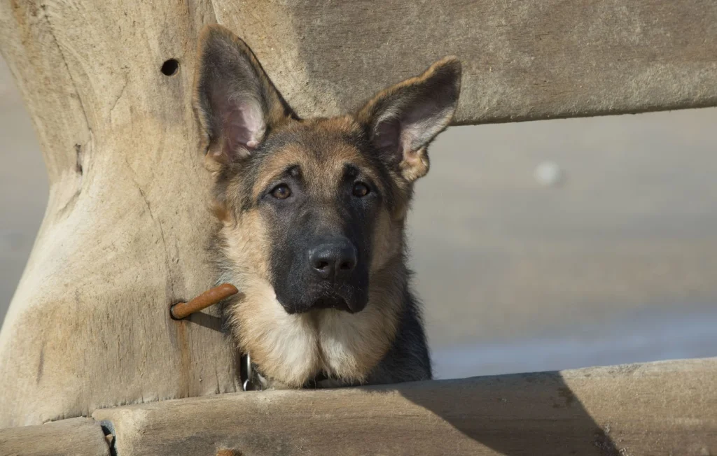 Lorraine : Une fillette de 5 ans attaquée par un chien