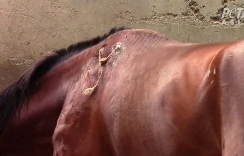 Maltraitance animale : La vérité sur les cordes sous la peau des chevaux