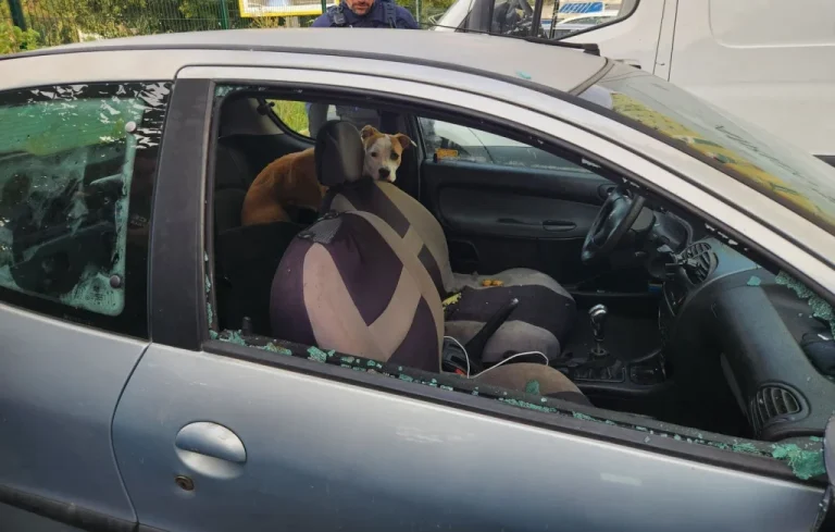 Marseille : Une chienne sauvée d&rsquo;une voiture par la police